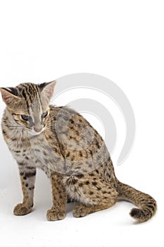 The asian leopard cat or Sunda leopard cat Prionailurus bengalensis Prionailurus javanensis