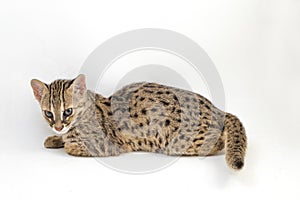 The asian leopard cat or Sunda leopard cat Prionailurus bengalensis Prionailurus javanensis