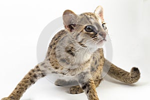 The asian leopard cat or Sunda leopard cat Prionailurus bengalensis Prionailurus javanensis
