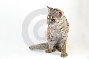 The asian leopard cat or Sunda leopard cat Prionailurus bengalensis Prionailurus javanensis