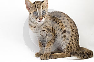 The asian leopard cat or Sunda leopard cat Prionailurus bengalensis Prionailurus javanensis