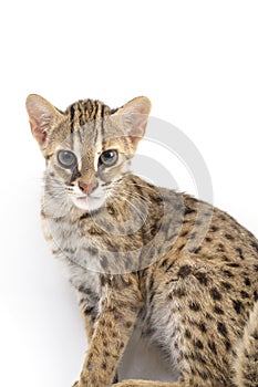 The asian leopard cat or Sunda leopard cat Prionailurus bengalensis Prionailurus javanensis