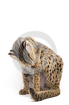 The asian leopard cat or Sunda leopard cat Prionailurus bengalensis Prionailurus javanensis