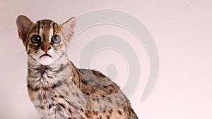 The asian leopard cat or Sunda leopard cat (Prionailurus bengalensis) Prionailurus javanensis