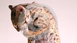 The asian leopard cat or Sunda leopard cat (Prionailurus bengalensis) Prionailurus javanensis