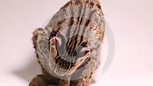 The asian leopard cat or Sunda leopard cat (Prionailurus bengalensis) Prionailurus javanensis