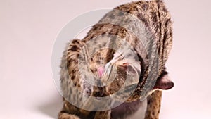 The asian leopard cat or Sunda leopard cat (Prionailurus bengalensis) Prionailurus javanensis