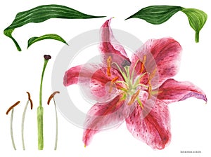 Asian Lily Stargazer flower and pistil