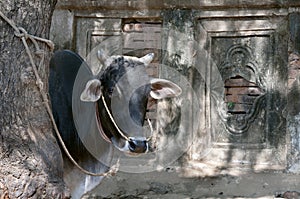 Asian lineage cow and temple wall background