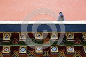 Asian lineage pigeon on tibet architecture