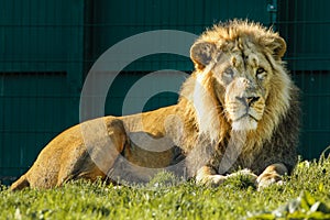 Asian lion. Dublin zoo. Ireland