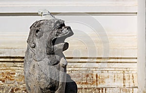 Asian lion statue wear hat