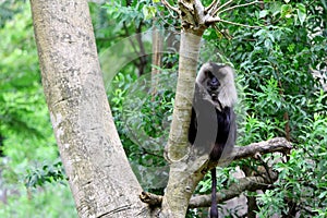 Asian Lion-tailed Macaque