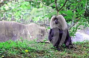 Asian Lion-tailed Macaque