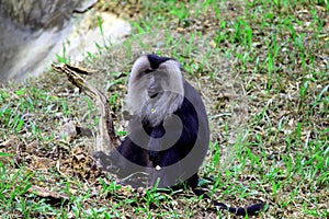 Asian Lion-tailed Macaque