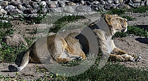 Asian lioness on the ground 2