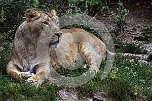 Asian lioness on the ground 4