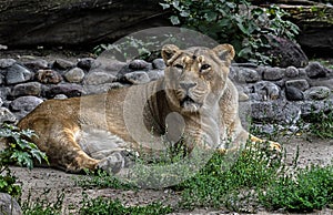 Asian lioness on the ground 5