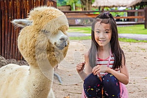 Asian littel girl taking a photo with alpaca in the park,child travel in the zoo to enjoy the alpaca in summer