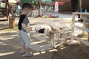 Asian little boy feeding sheep by milk bottle.