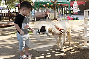 Asian little boy feeding sheep by milk bottle. Farm lambs eat from the hands of a child