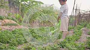 Asian little child boy preschool growing to learn watering the plant tree outside