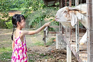 Asian Little Chinese Girl feeding a goat with Carrot