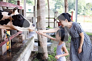 Asian Little Chinese Girl and mother feeding a cow with Carrot