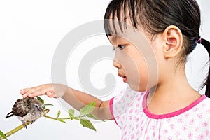 Asian Little Chinese Girl Petting a Small Cuckoo photo