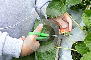 Asian Little Chinese Girl picking fresh strawberry