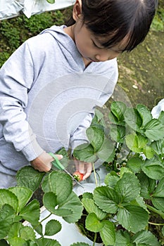 Asian Little Chinese Girl picking fresh strawberry