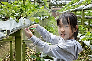 Asian Little Chinese Girl picking fresh strawberry