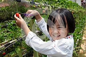 Asian Little Chinese Girl picking fresh strawberry