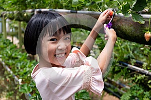 Asian Little Chinese Girl picking fresh strawberry