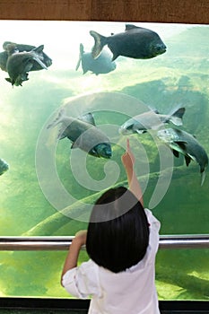 Asian Little Chinese Girl watching fishes