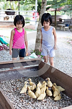 Asian Little Chinese Sisters Feeding Ducks