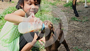 Asian little girl feeding a baby goat with milk in a bottle. A cute little goat is drinking milk from a milk bottle from a little