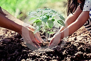 Asian little girl helping his father to plant the tree