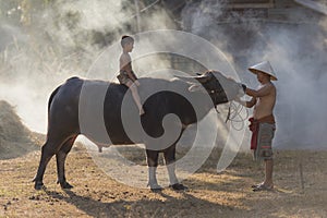 Asian local boy sitting on buffalo with father,countryside Thailand