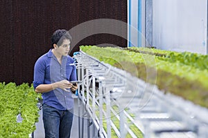 Asian local farmer inspecting his green oak salad lettuce seedling in the control greenhouse using hydroponics water system