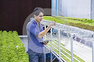 Asian local farmer inspecting his green oak salad lettuce seedling in the greenhouse using hydroponics water system organic