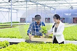 Asian local farmers growing their own green oak salad lettuce in the greenhouse and selling with his young business partner for