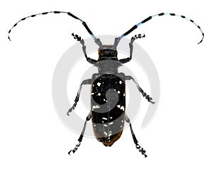 Asian long-horned beetle