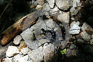 Asian long-horned beetle amongst stones on top of Koshikidake, Ebino kogen, Japan