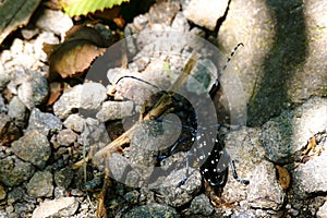 Asian long-horned beetle amongst stones on top of Koshikidake, Ebino kogen, Japan