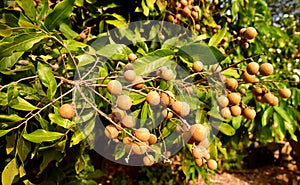 Asian Longan Orchards on the planted farm