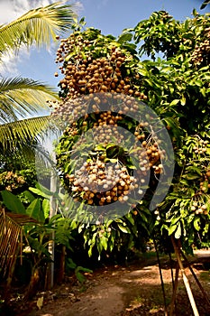 Asian Longan Orchards on the planted farm