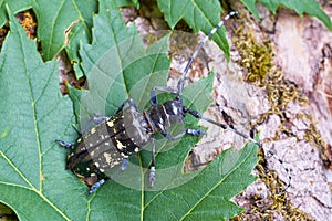 Asian longhorn beetle Anoplophora glabripennis with rare yellowing of the points in Magdeburg