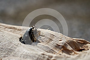 Asian longhorn beetle in the wood of a maple tree