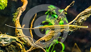Asian longsnouted river pipefish in closeup, tropical fish specie from the rivers of Asia